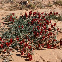 Sturt's Desert Pea