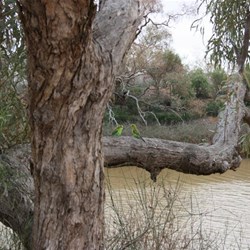 Budgerigars at the Algebuckina Water Hole
