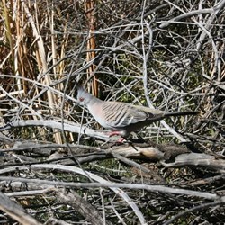 Crested Pigeon