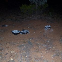 Ovens fired up in the creek bed.