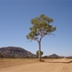 Len Beadell's Tree