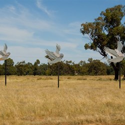 Galahs at Gulargambone