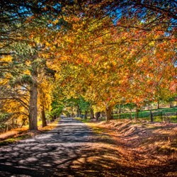 Hill End Autumn Avenue