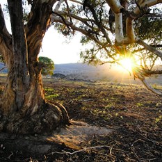 Bridal Track Setting Sun