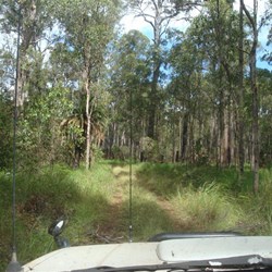 Mahogany Forest track
