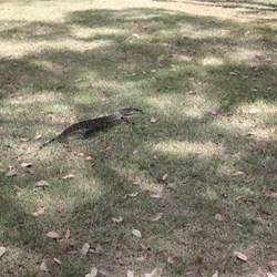 The Goanna that strolled through Camp