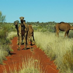 Guarding a remote desert track Great Victoria Desert