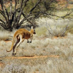 A big red on the hop