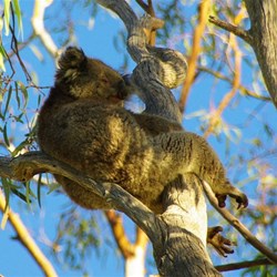 It is a tough life in Renmark