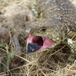 Blue tounge lizard - Flinders Ranges