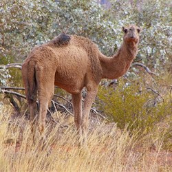 Camel on the Great Central Road