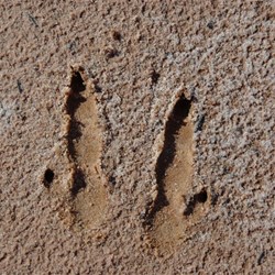 Roo imprints on a salt lake, Lake Rason Road