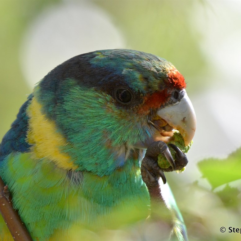 What invades your garden?