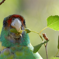 What invades your garden?