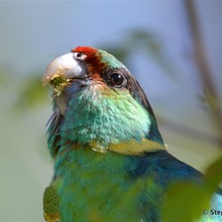 What invades your garden?