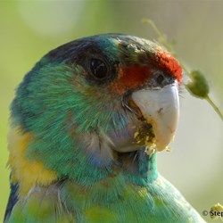 What invades your garden?