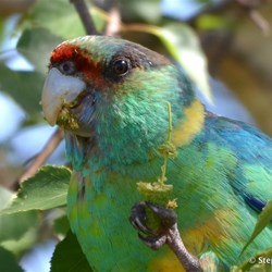 What invades your garden?