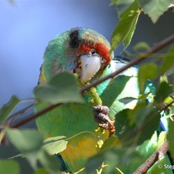 What invades your garden?