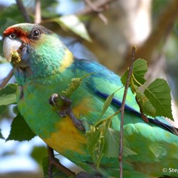 What invades your garden?