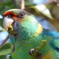 What invades your garden?