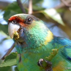 What invades your garden?