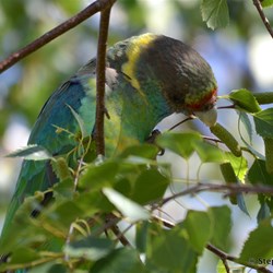 What invades your garden?