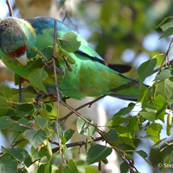 What invades your garden?