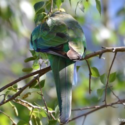 What invades your garden?