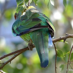 What invades your garden?