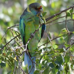 What invades your garden?