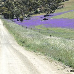 You will never know what is out there, if you do not visit the Station Country east of Burra