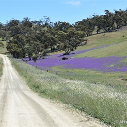You will never know what is out there, if you do not visit the Station Country east of Burra