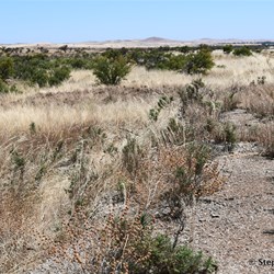 Standing on the platform of the former Kearnan siding looking north towards Terowie