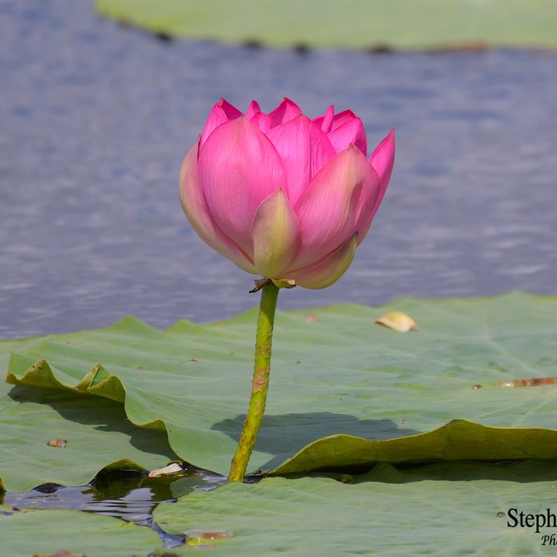 Fogg Dam is a Nature Lovers Paradise