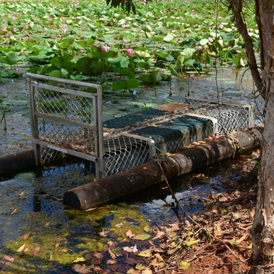 Croc trap set on the Dam side of the wall