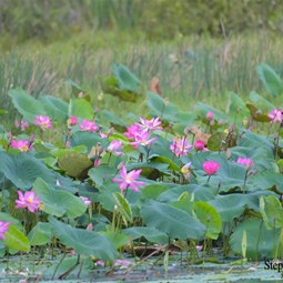 The Lotus Lilies were in full bloom