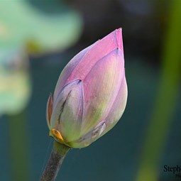 A new flower about to bloom