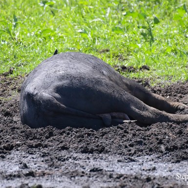 National Parks cull the wild Water Buffalo in the floodplains