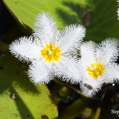 Miniature Snowflake Water Lily - the flower is around the size of a 50 cent piece 