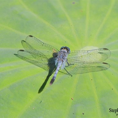 Dragon Fly on a Lotus Lily Pad