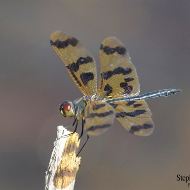Small Dragon Fly on an old flower stalk