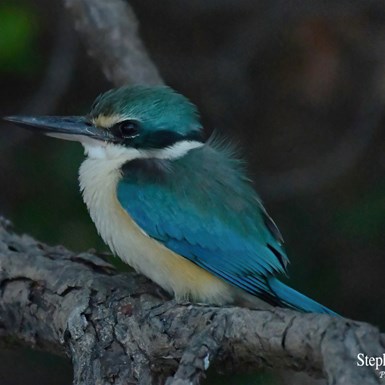  Sacred Kingfisher