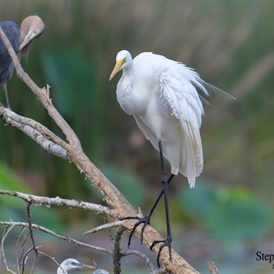 Great Egret