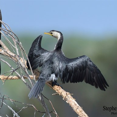 Little Pied Cormorant