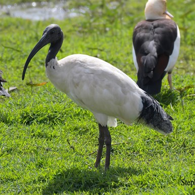 Australian White Ibis