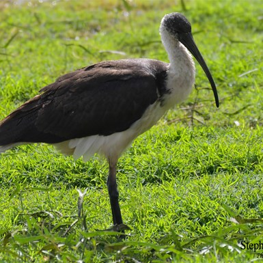 Straw Necked Ibis