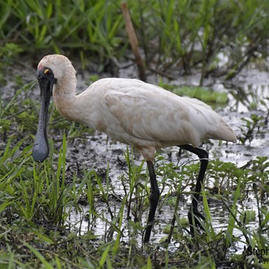 Royal Spoonbill