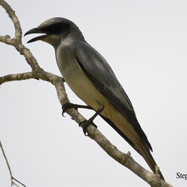 Black Faced Cuckoo Shrike