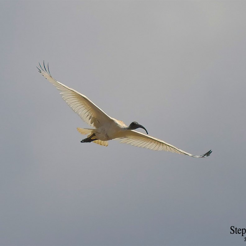Australian White Ibis in flight