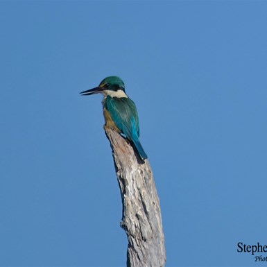 Sacred Kingfisher